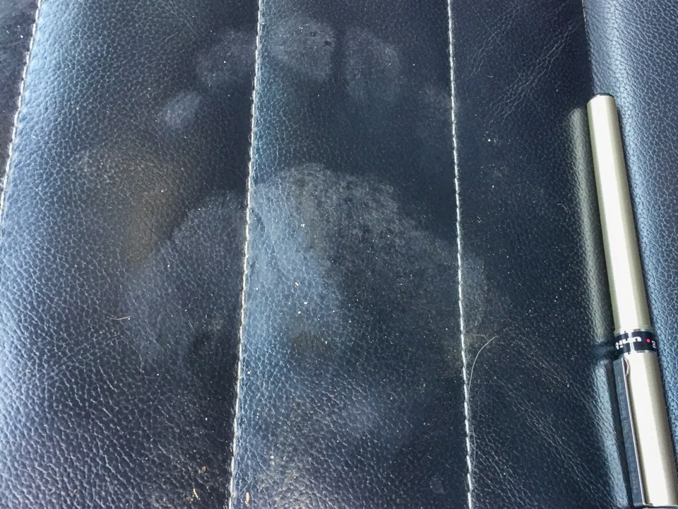 The black bear left its mark on McPhail's seat.