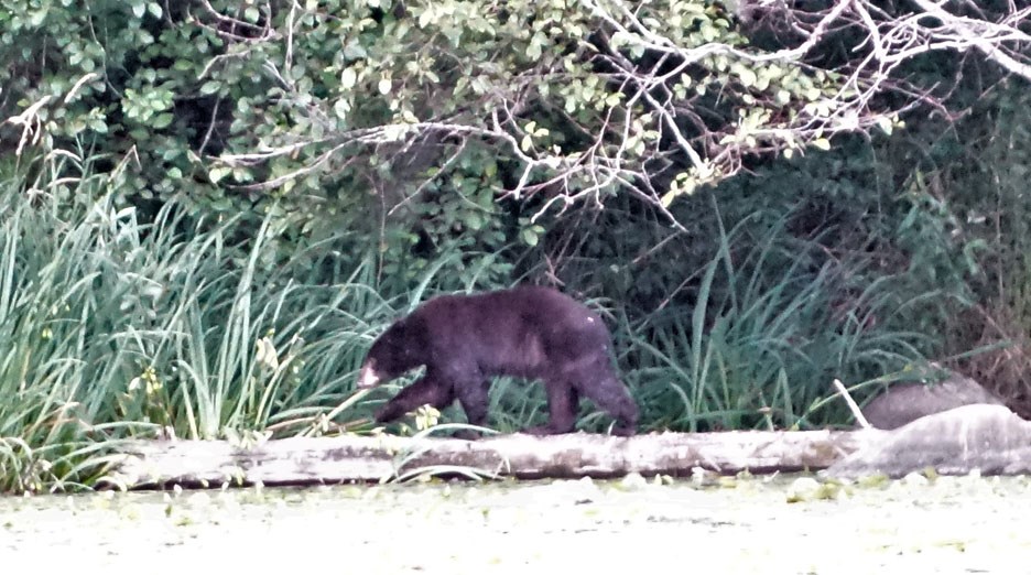 deer lake bear two