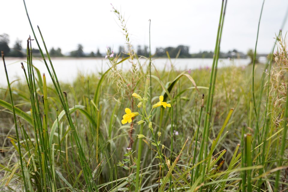 New West resident Frank Lomer has discovered the rare Erythranthe Scouleri plant growing in the Fraser River tidelands in Queensborough. The yellow monkey flower, originally discovered on the Columbia River in Oregon, has been spotted at a handful of sites on the Fraser River - the only place in Canada it's been found.