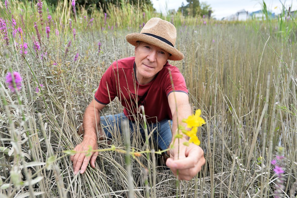 New West resident Frank Lomer has discovered the rare Erythranthe Scouleri plant growing in the Fraser River tidelands in Queensborough. The yellow monkey flower, originally discovered on the Columbia River in Oregon, has been spotted at a handful of sites on the Fraser River - the only place in Canada it's been found.