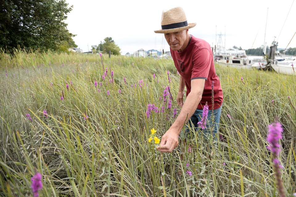 New West resident Frank Lomer has discovered the rare Erythranthe Scouleri plant growing in the Fraser River tidelands in Queensborough. The yellow monkey flower, originally discovered on the Columbia River in Oregon, has been spotted at a handful of sites on the Fraser River - the only place in Canada it's been found.