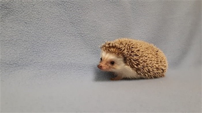 hedgehogs