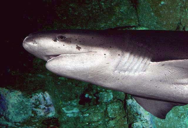 Pitbull-shark.21_8202019.jpg