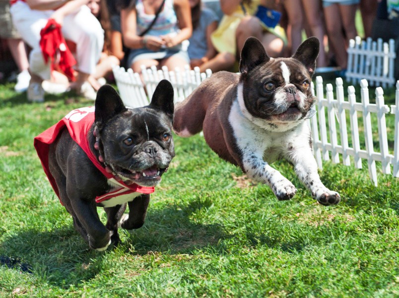 Pet-A-Palooza Vancouver holds its annual bulldog races (French and English) Aug. 25. File photo Rebe