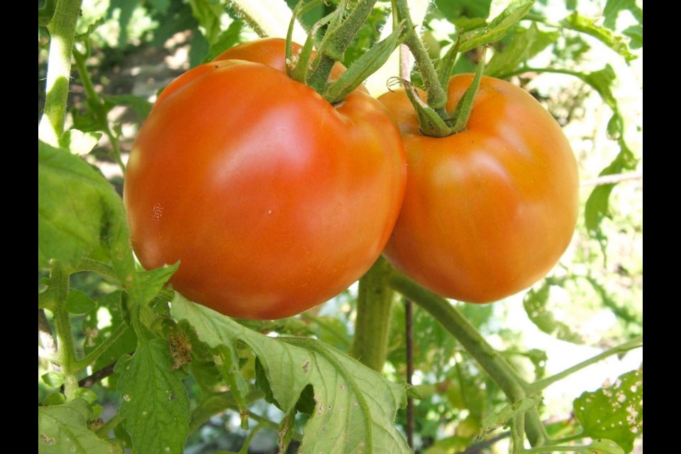 Salvaterra's Select is an large heirloom paste tomato with meaty, tangy-flavoured flesh