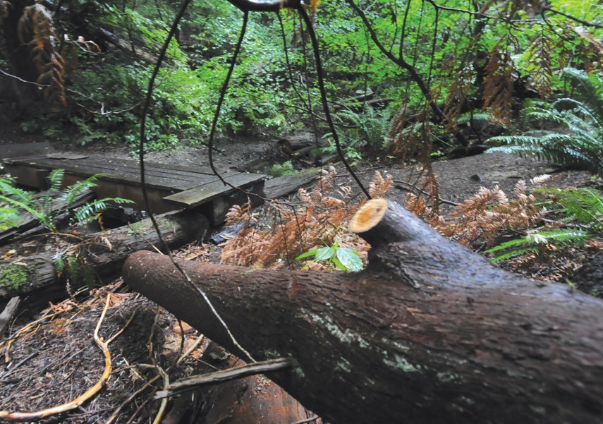 trees cut