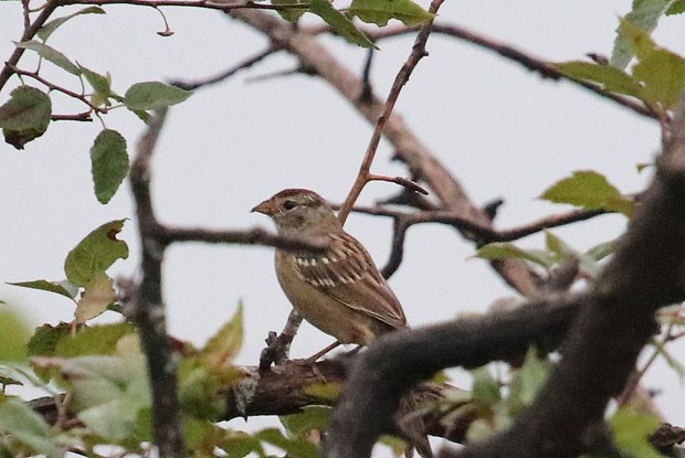 White-crowned Sparrow (juv)