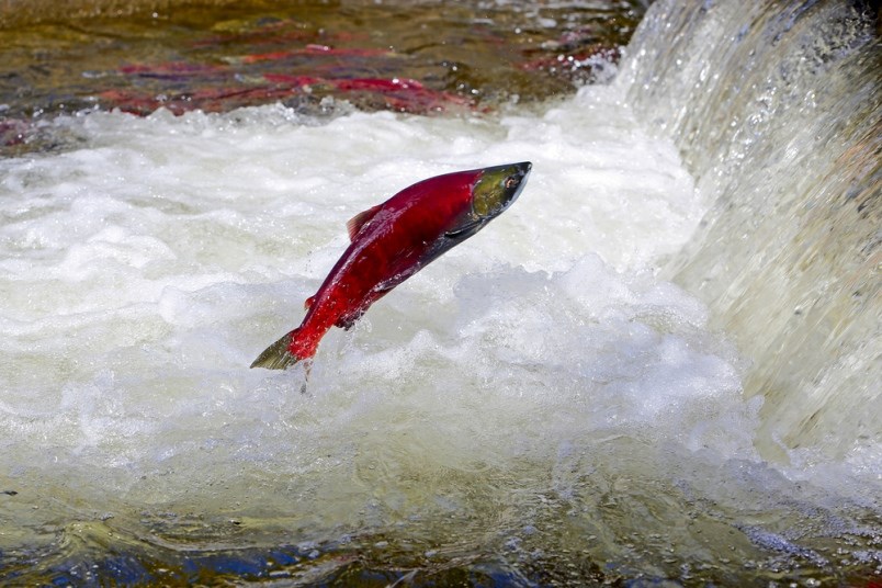 Sockeye