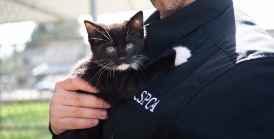 spca kitten cat