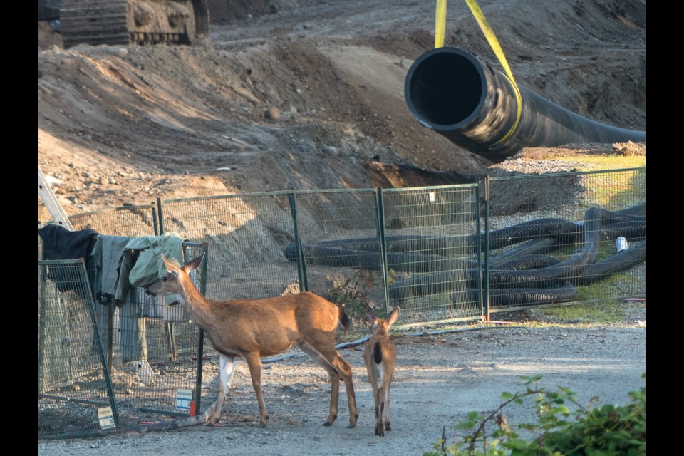 Deer at a development near Deboville Slough