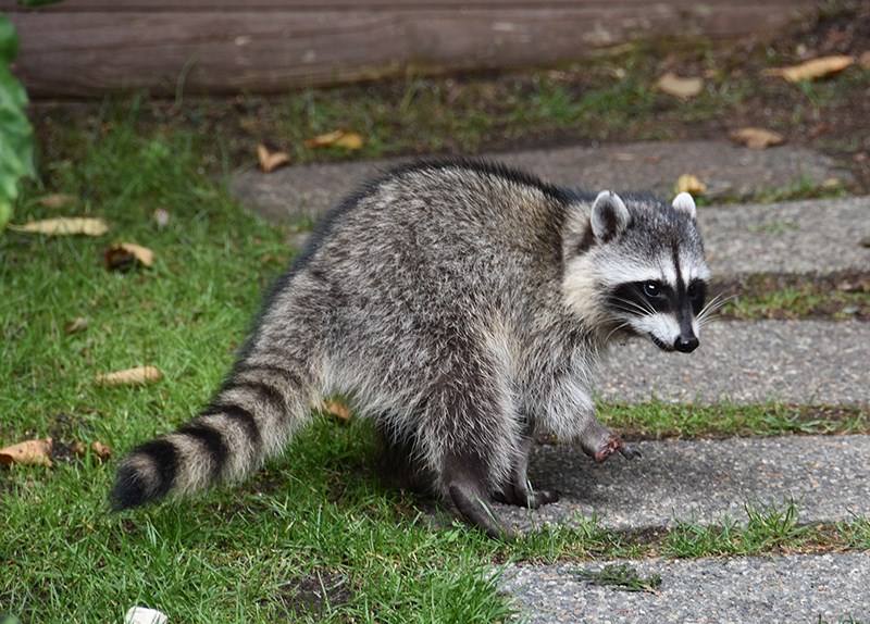 A raccoon lost part of its front leg after springing a rat trap set in the Riverwood Gate neighbourhood of Port Coquitlam. Critter Care said they get many calls about small animals being injured by rat traps, noting the Tom Cat Rat Trap has been particularly problematic.