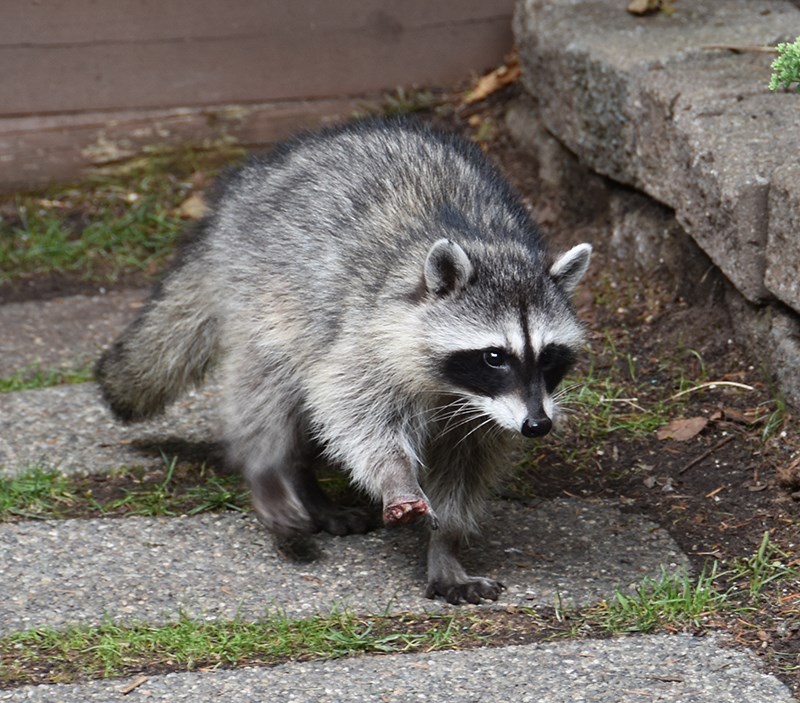 0829 raccoon3.jpg