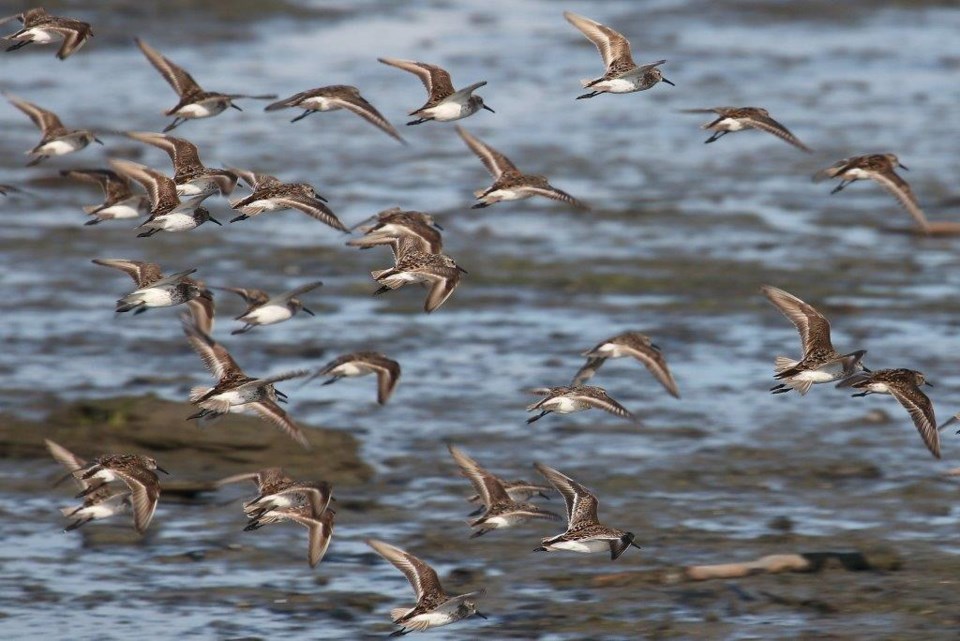 Sandpipers