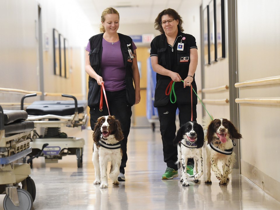 It takes nine months to a year to train English springer spaniels to detect C. diff. Photo Dan Toulg