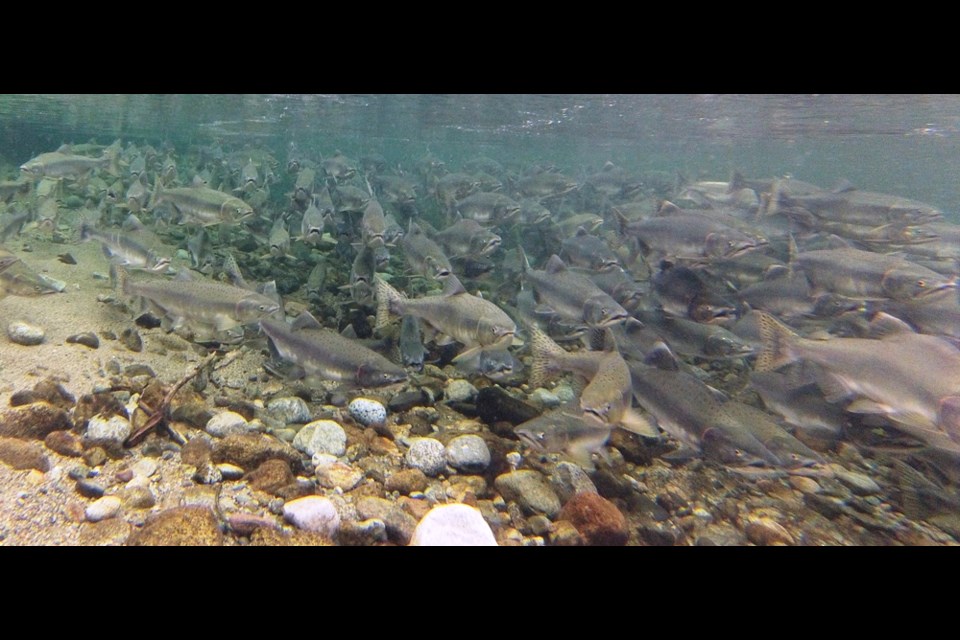 Pink salmon by the logjam swim through the Stawamus River.