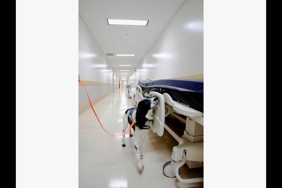 Angus, the springer spaniel, sniffs through places where C. difficile could possibly be residing. Photo submitted.