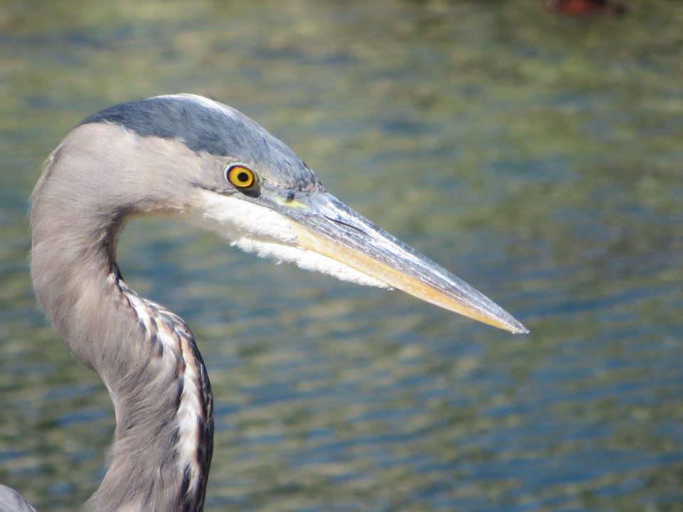 heron