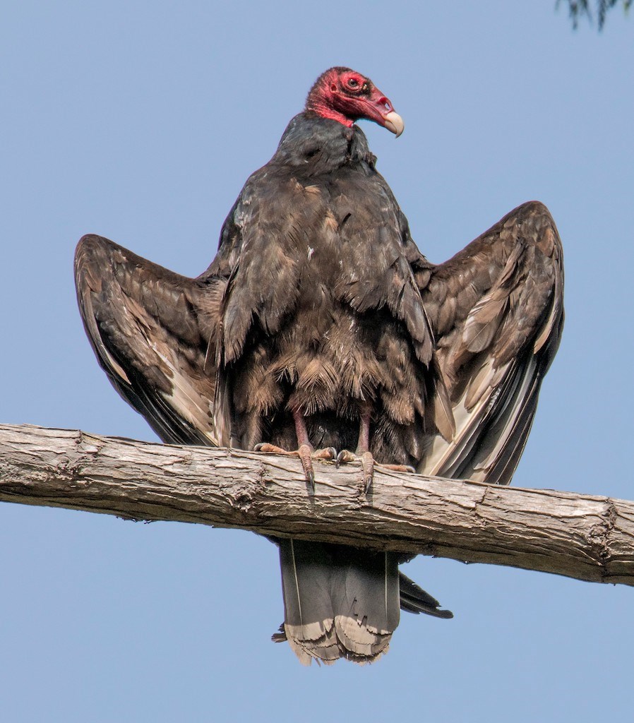 Turkey vultures don’t kill (except maybe snakes and amphibians). They are true scavengers.