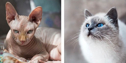 hairless cat, beautiful cat, stock photos