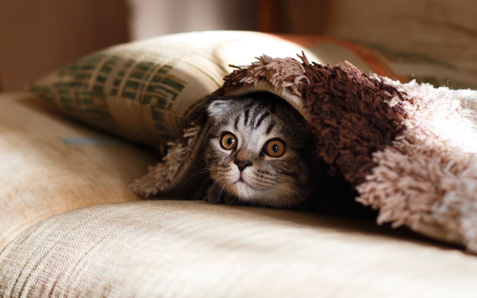 cat hiding