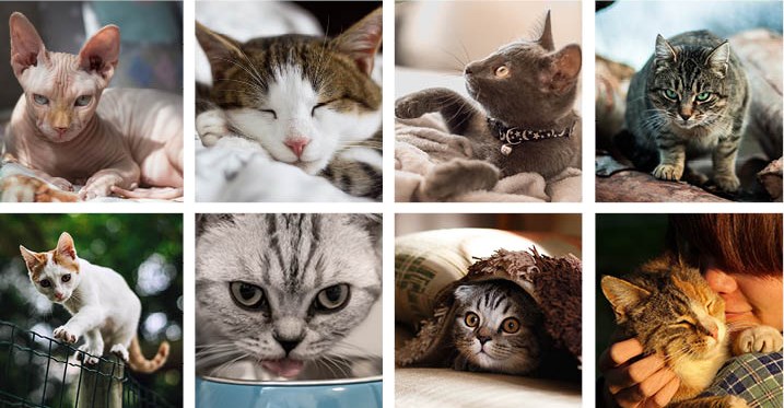 cats, stock photos