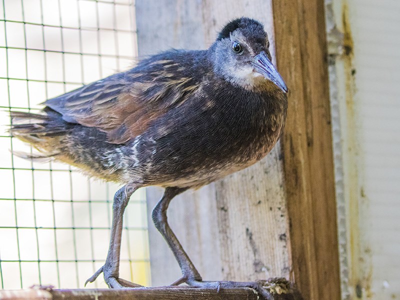 Powell River Orphaned Wildlife Society