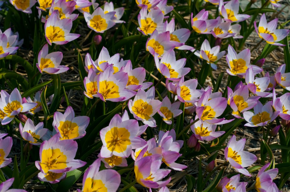 gardening-beef1c6c-cf22-11e9-8c1c-7c8ee785b855.jpg