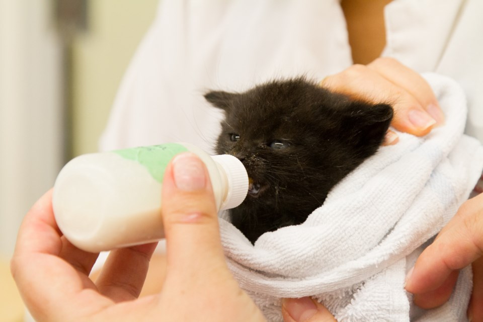 Vancouver Orphan Kitten Rescue Association says it’s seen an increase in abandoned cats and blames V