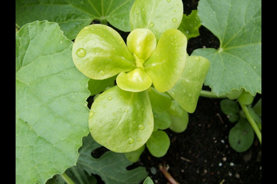 The tender, succulent and nutrient-dense leaves of golden purslane are popular in France for inclusion in salads.