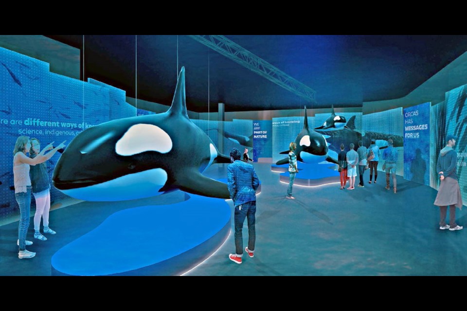 Artist's rendering of the Royal B.C. Museum's exhibition Orcas: Our Shared Future, featuring three life-sized replica orcas. It's scheduled to open next summer.