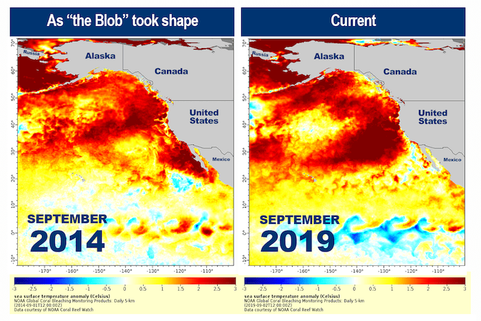 The Blob