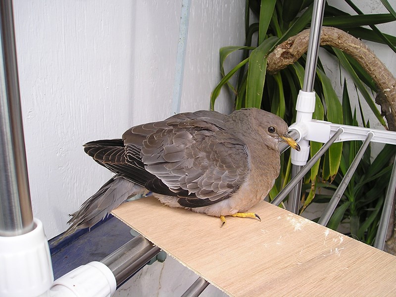 Powell River Orphaned Wildlife Society