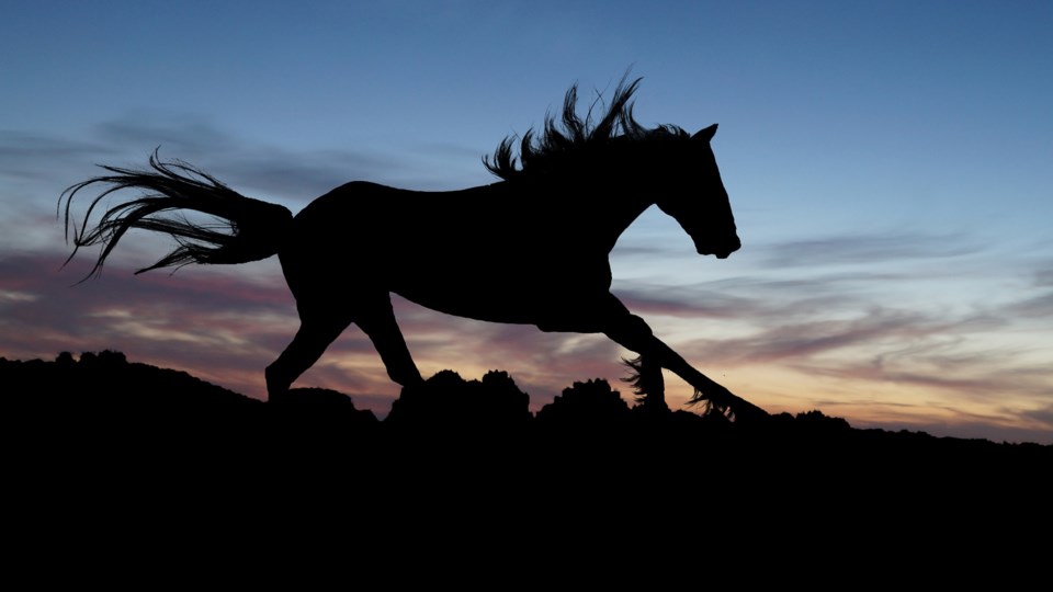 horse, stock photo