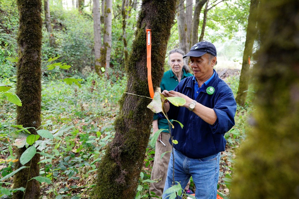 John Yu and Virginia Ayers, members of New Westminster Environmental Partners, counted and measured trees in an area that could be impacted by the Trans Mountain pipeline expansion project.