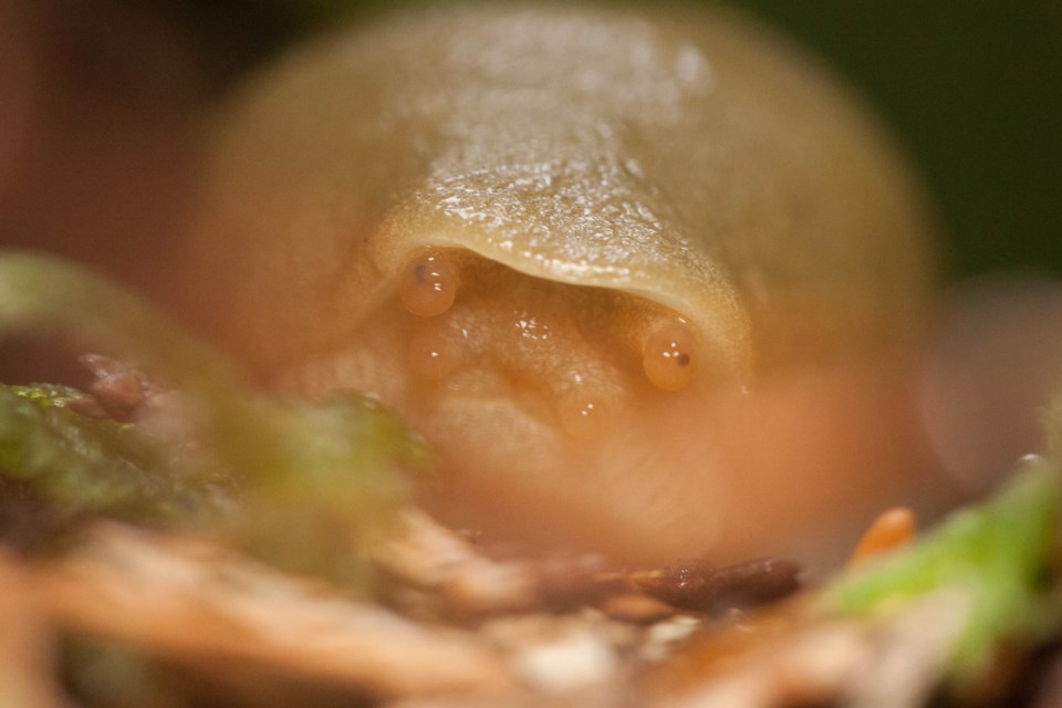 Dann McKenzie recently photographed this slug - whom he calls Jabba the Slug - in a local ravine.