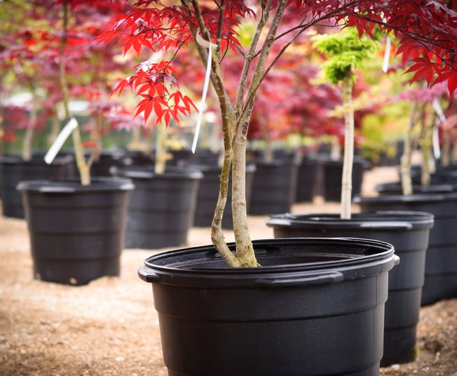 The park board’s annual tree sale is part of effort to restore the city’s tree canopy, which has bee