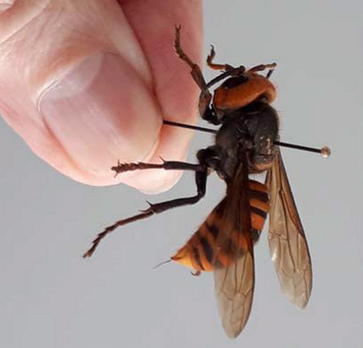 eating hornets spotted on Vancouver Island Biology Diagrams