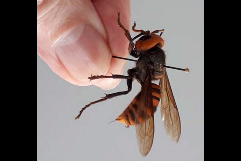 Three Asian Hornets (Vespa mandarinia) were found in the Nanaimo area on Vancouver Island in mid-August. Worker hornets are approximately 3.5 cm in length and queens can be up to 4-5 cm in length with a wingspan of 4-7cm.