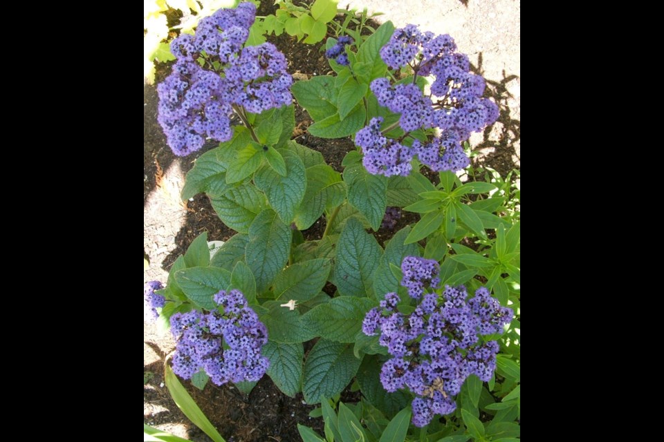 Heliotrope remains popular for its long season of summer bloom and its sweet vanilla-like fragrance.