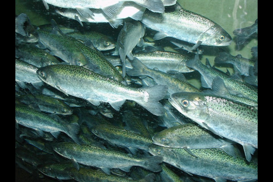 Chinook salmon in a pen.