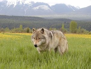 wolf-cull.14_9132019.jpg