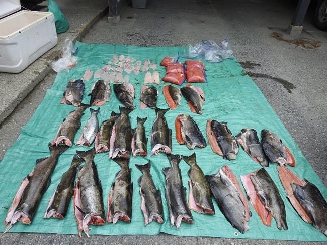 Mounties have seized a nine-metre fishing boat and a catch of more than two dozen chinook salmon for allegations of "significant overfishing." More than two dozen chinook salmon, about 24 kilograms of salmon roe, 18 rock code fillets and eight ling code fillets are seen in an undated police handout photo. THE CANADIAN PRESS/HO-Nootka Sound RCMP, **