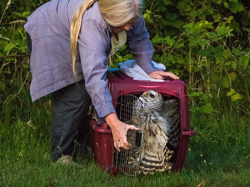 Powell River Orphaned Wildlife Society