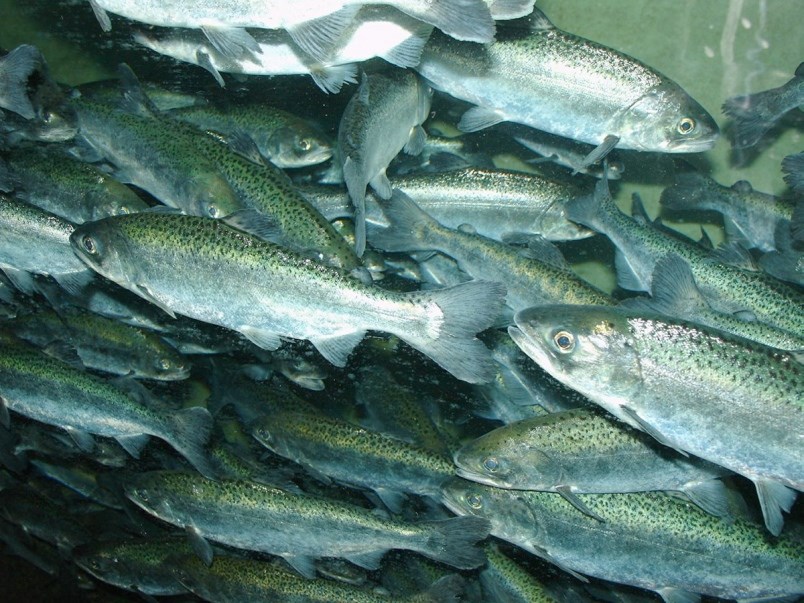 Aquaculture