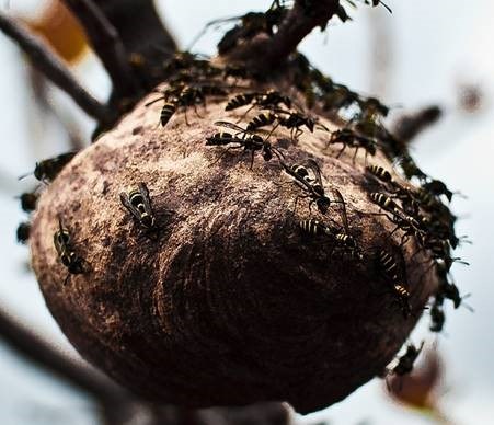 Paper wasp nest