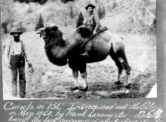 Photo of camel taken in BC 1862.