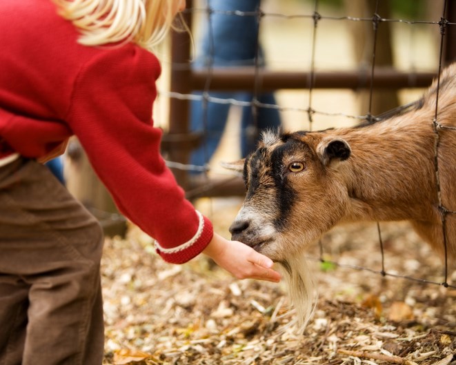 Petting zoo