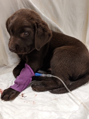 How much should a 16 week deals old puppy eat