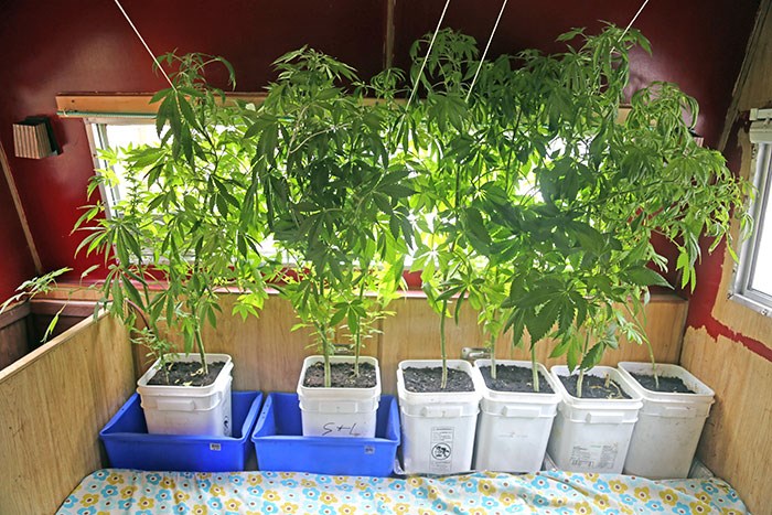 cannabis rv plants