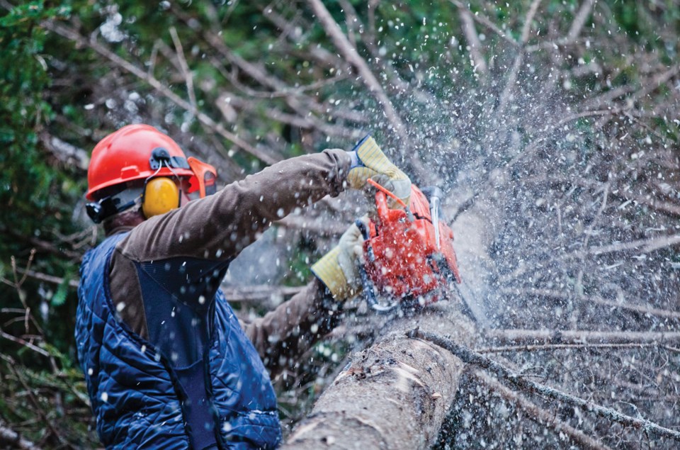 Forestry cuts